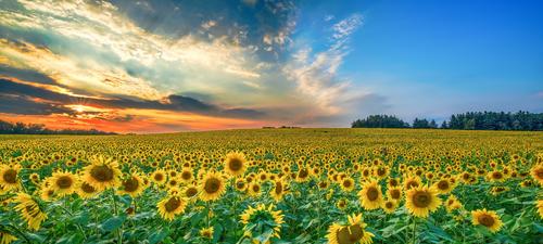 Cielo colorido sobre un campo de girasoles