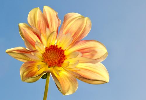 Yellow garden dahlia