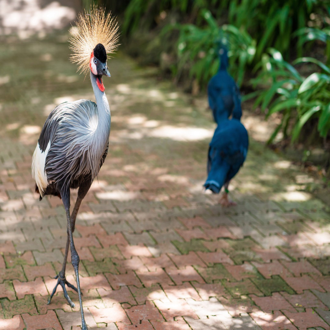 Grey Crowned Crane