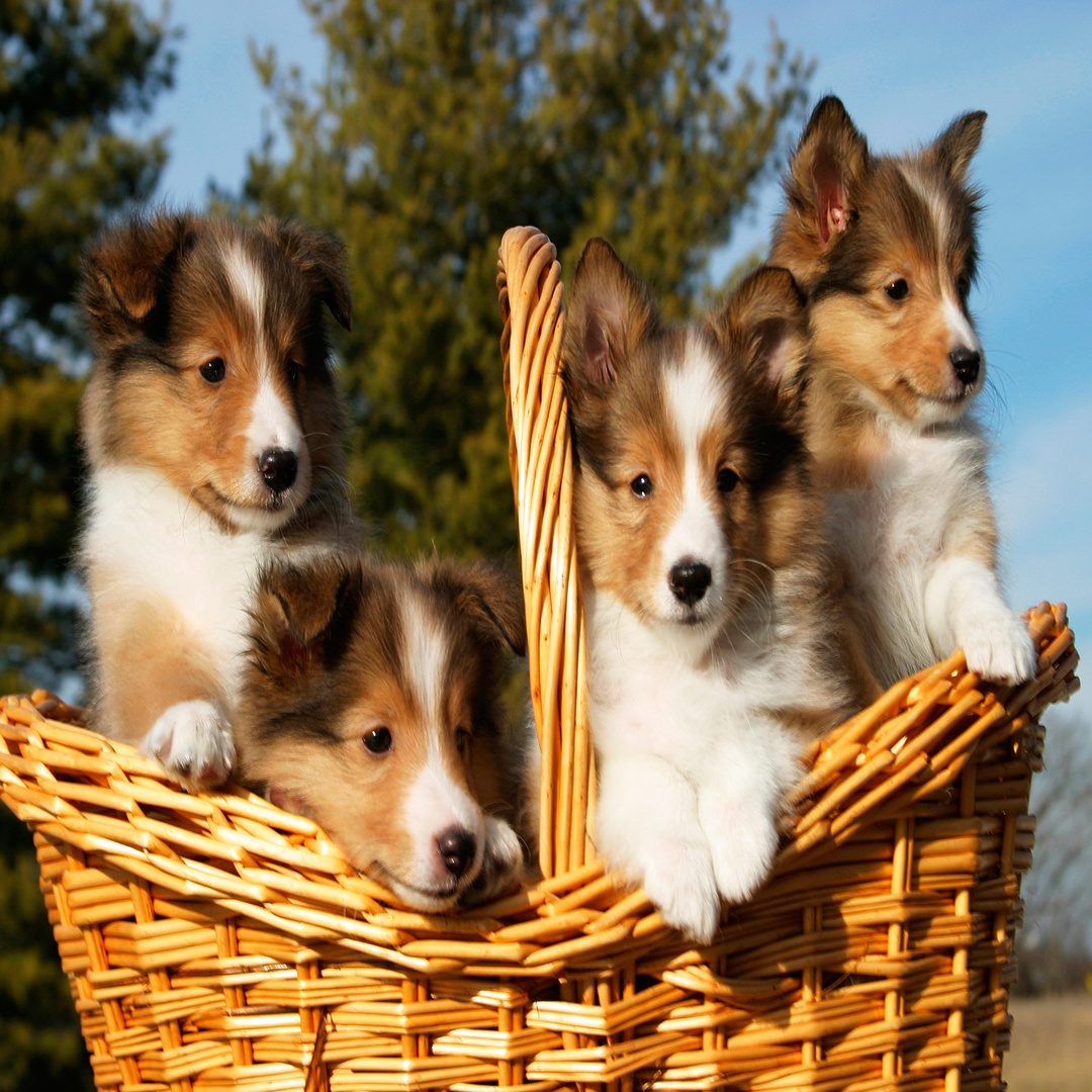 Shetland Sheepdog Puppies