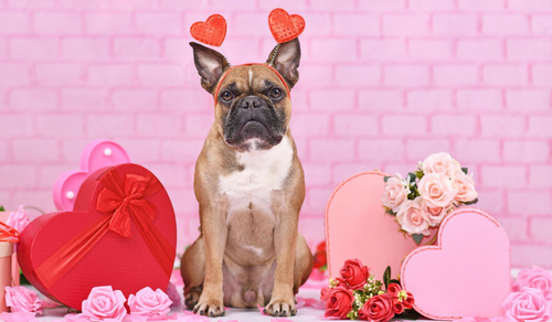 Grumpy dog on Valentine's