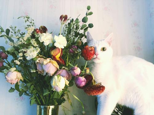 Gato blanco con jarrón de flores