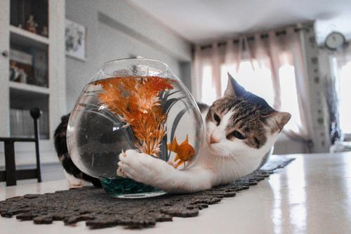 Cat and fishbowl