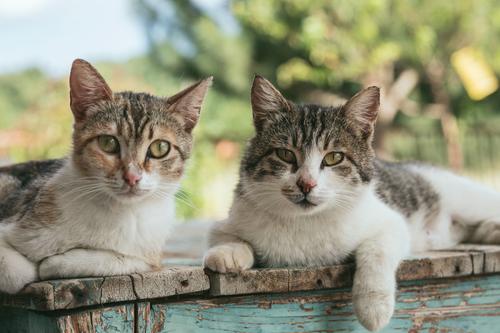 Dois gatos cipriotas