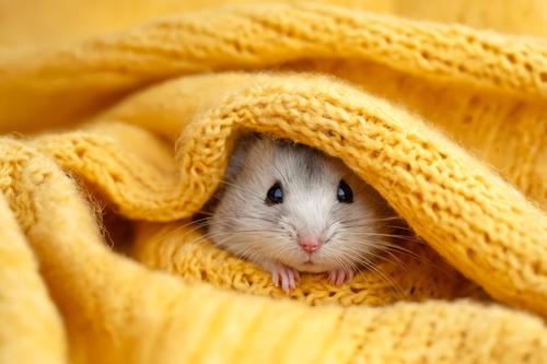 White rat under yellow blanket