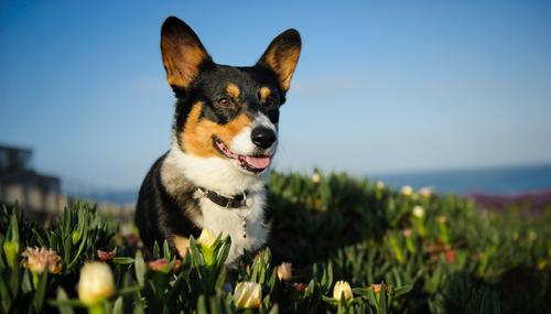 Pembroke Welsh Corgi en el parque