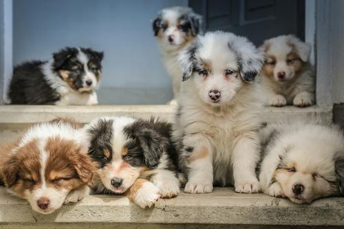 Australian Shepherd babies