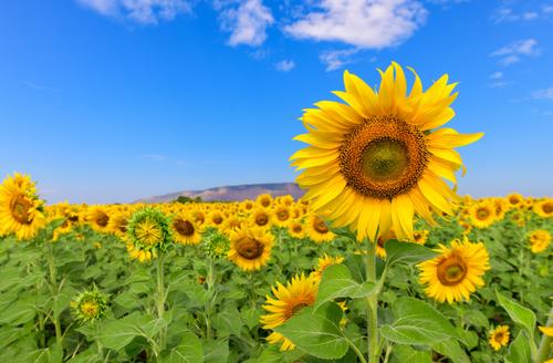 Beautiful field of sunflowers