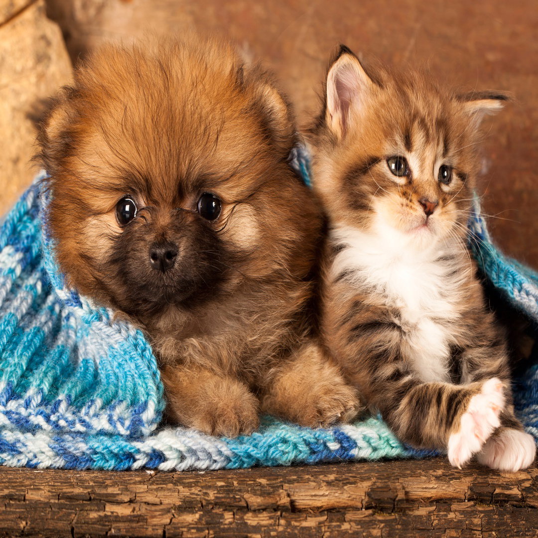 Cute Puppy and Kitten