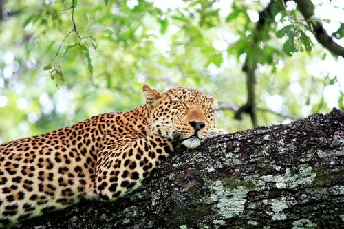 Leopardo sonolento, Parque Nacional de Luangwa Sul