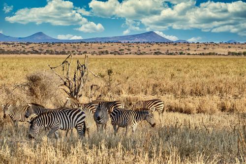 Zebras no Parque Nacional Amboseli, Quênia