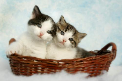 Dos gatitos bebes