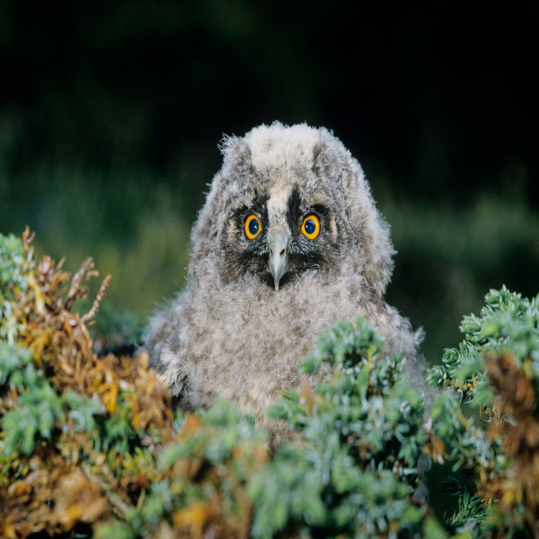 Baby Owl