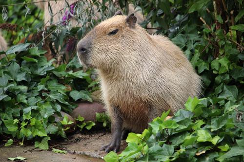 Capybara