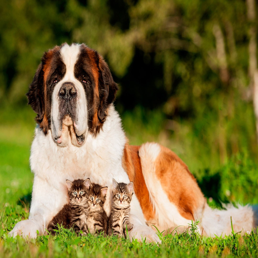Kittens Meets St. Bernard