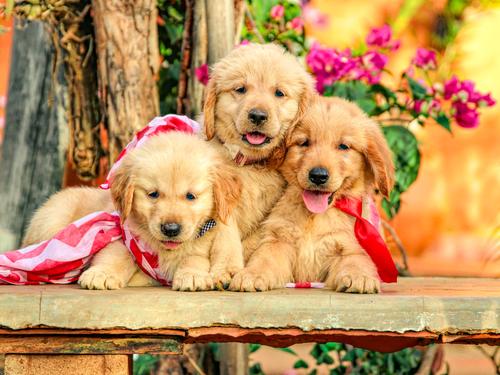 Tres cachorros Golden Retriever