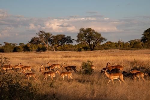 Herd of Antelope