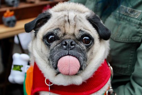 Pug with tongue sticking out