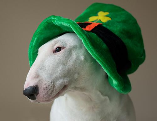 Bull terrier on Saint Patrick's Day