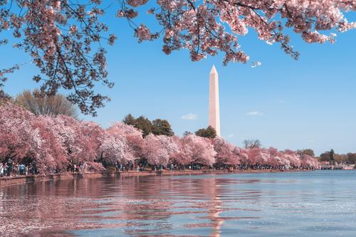 Monumento a Washington e cerejeiras em flor