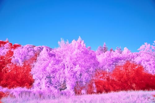 Pink and red trees