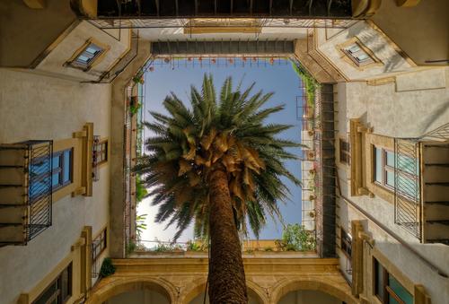 Palm tree in the middle of a building