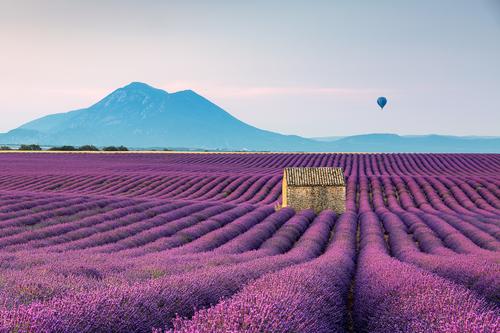 Hermoso campo de lavanda
