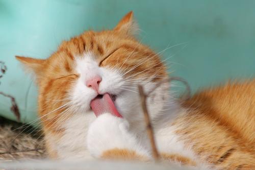 Ginger cat licking his paw