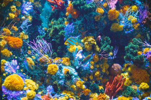 Colorful coral reef