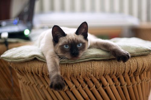 Lazy siamese cat laying down