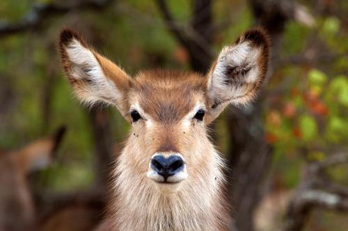 Waterbuck