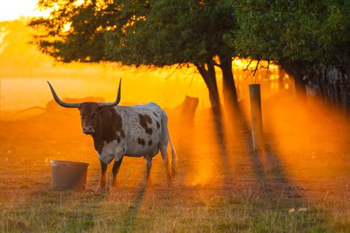 Bull on a ranch at sunset