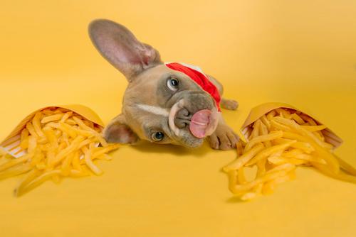 Französische Bulldogge und Pommes Frites