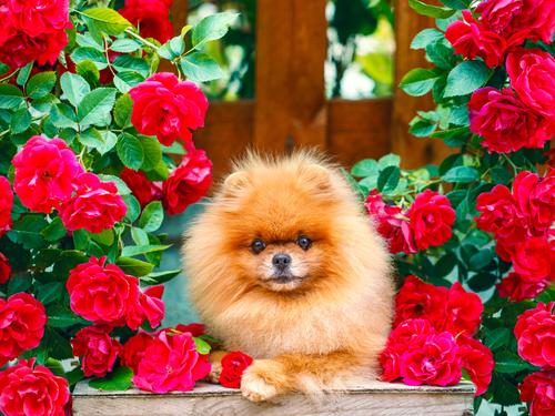 Pomeranian surrounded by roses