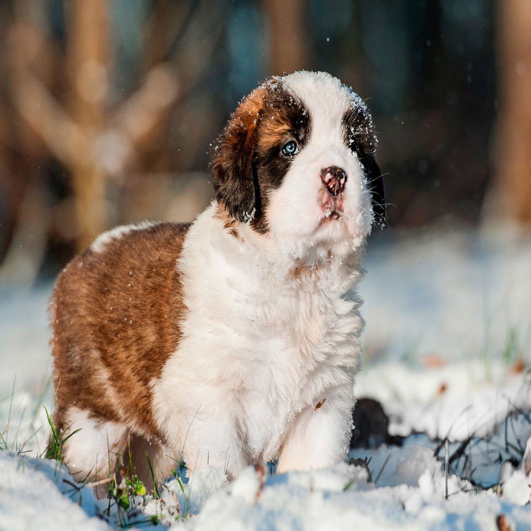 Cachorrinho São Bernardo