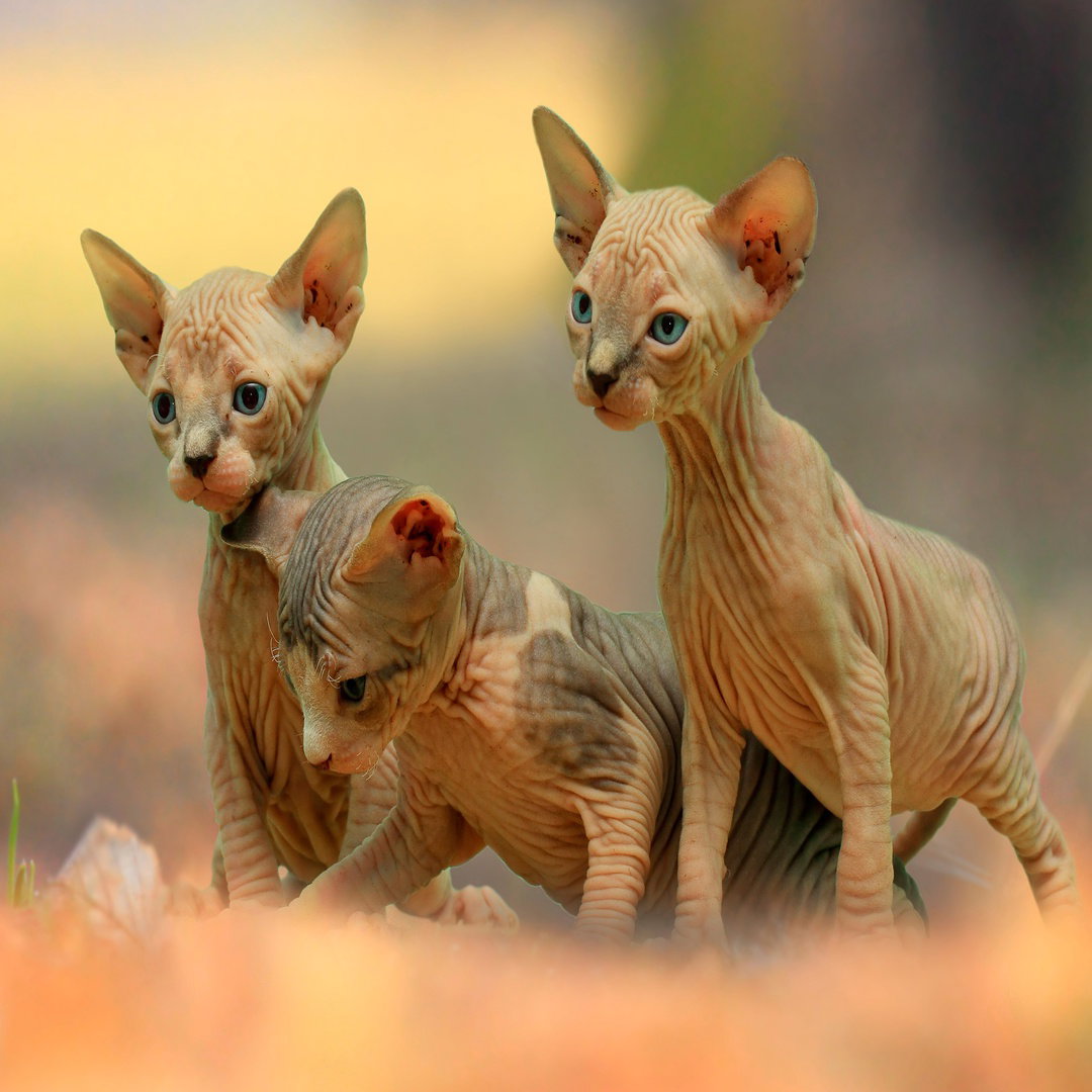 Sphynx Cats
