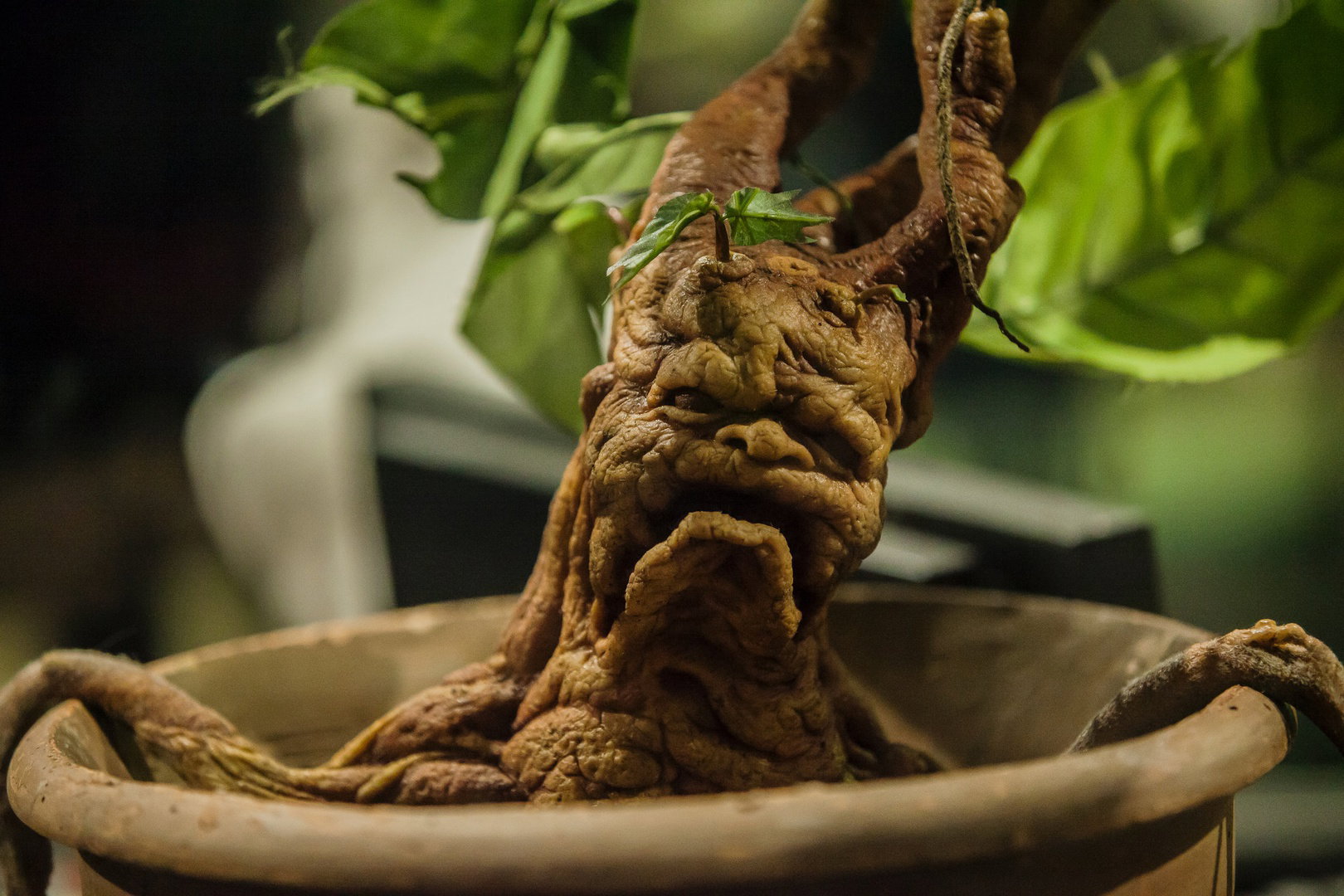 Mandrake from Harry Potter