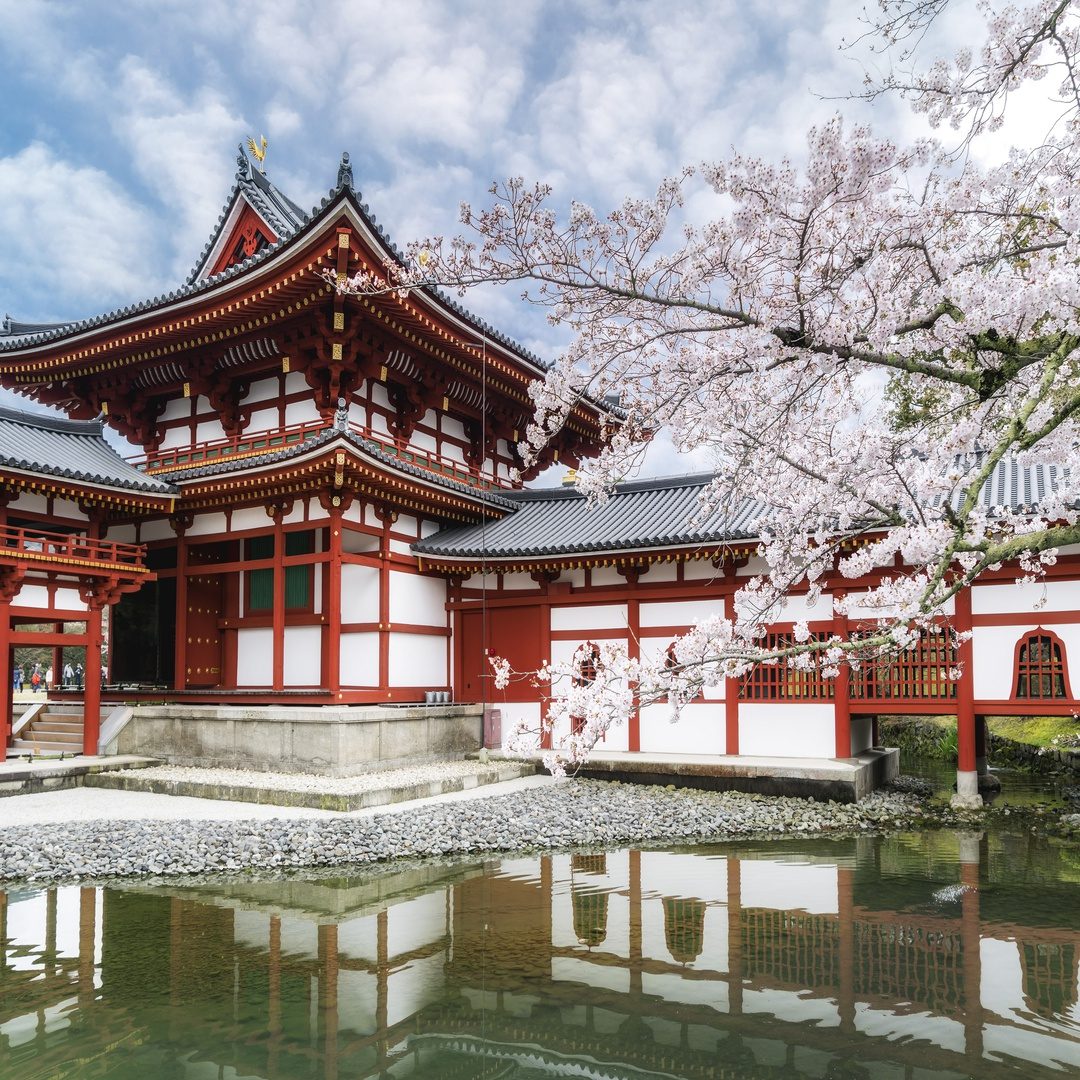 Flor de cerejeira da primavera