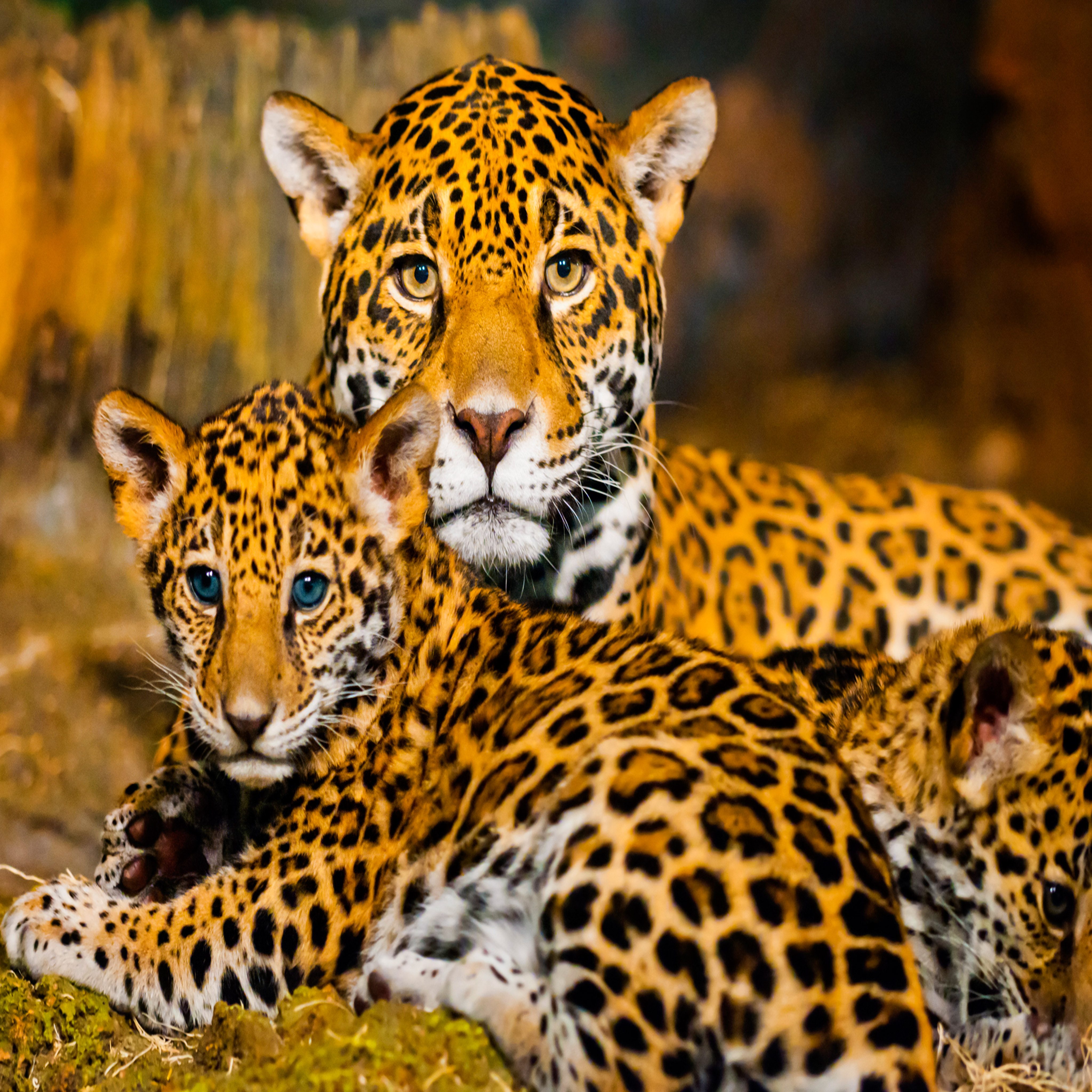 Jaguar Jigsaw Puzzle Online 