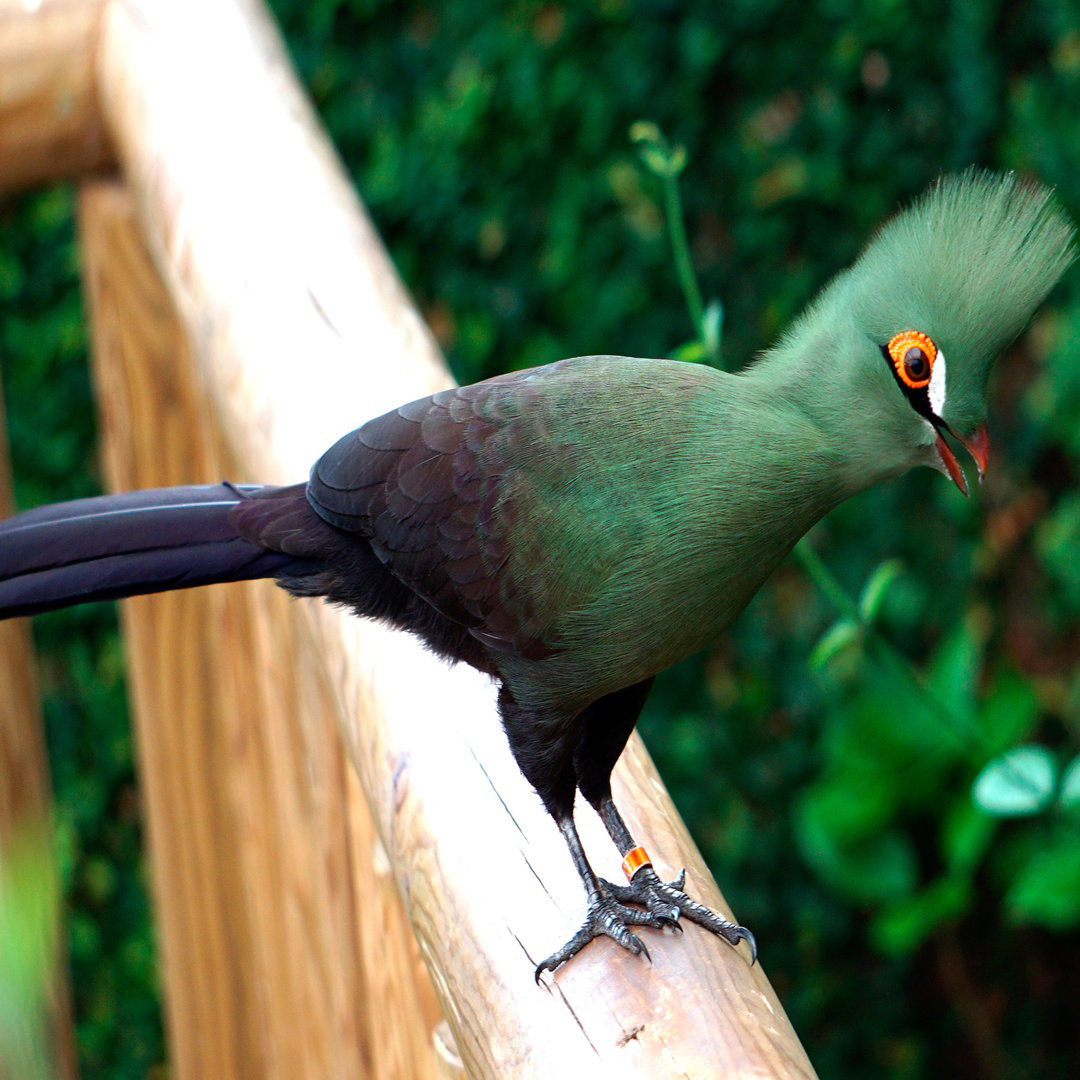 Turaco