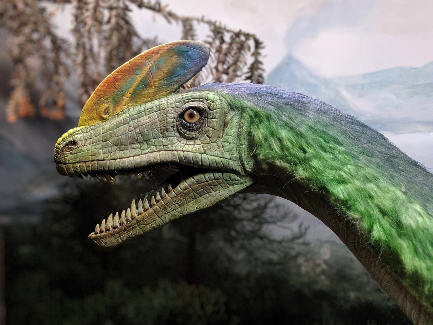 Guanlong Wucaii