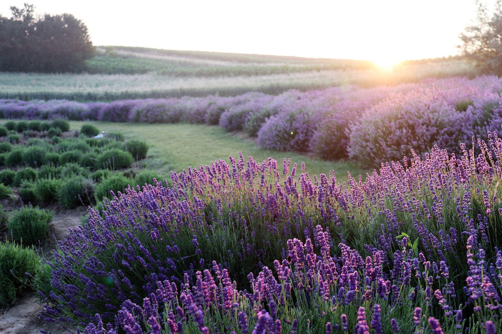 Lavender field at sunrise