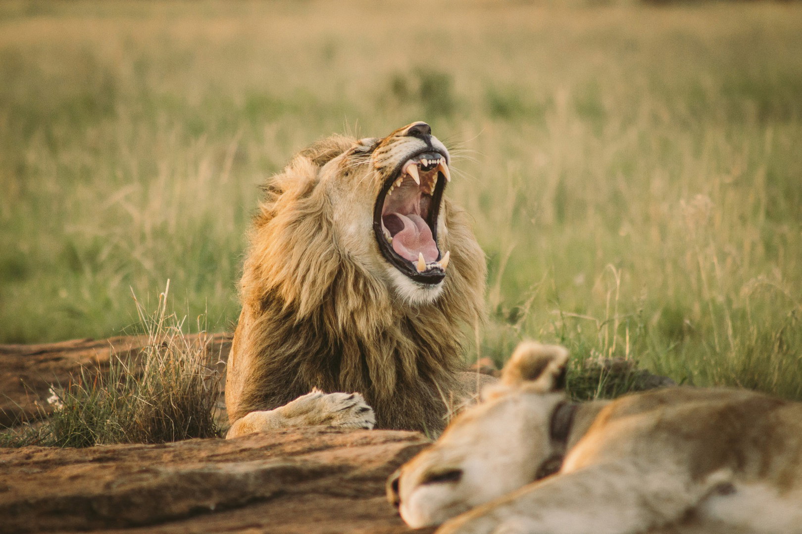 Lion yawning