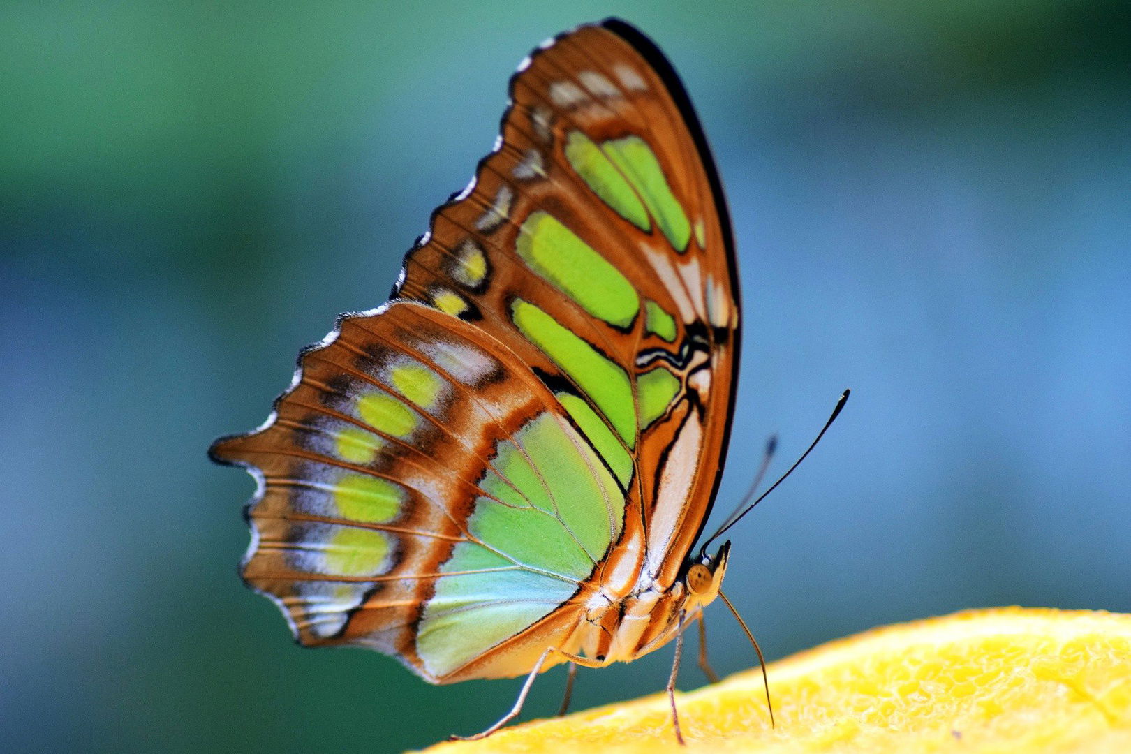 Malachite butterfly