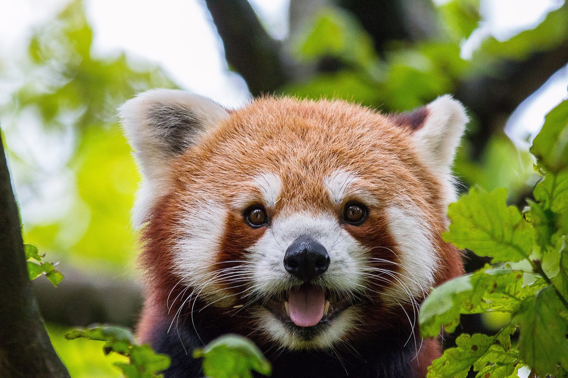 Panda Vermelho - Quebra-Cabeça - Geniol