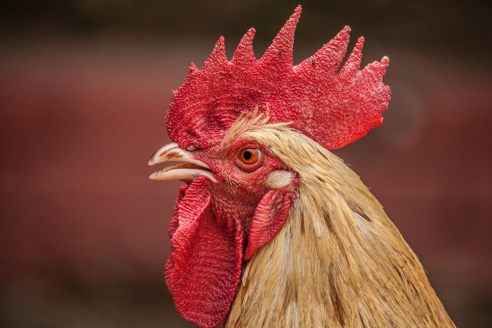 Rooster crest