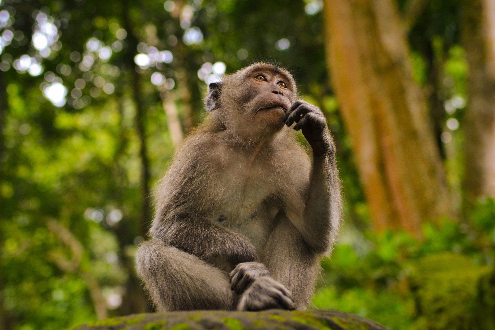 Curió Jogos - Macacos me Mordam! Hoje é o dia mundial do macaco! Você  sabia? Nosso seguidor Berg Cardoso nos lembrou e para comemorar trouxemos o  nosso Tobias muito bem acompanhado de