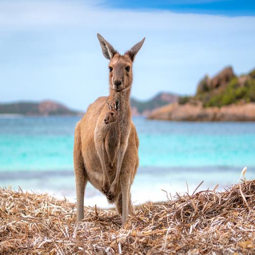 Baby Kangaroo