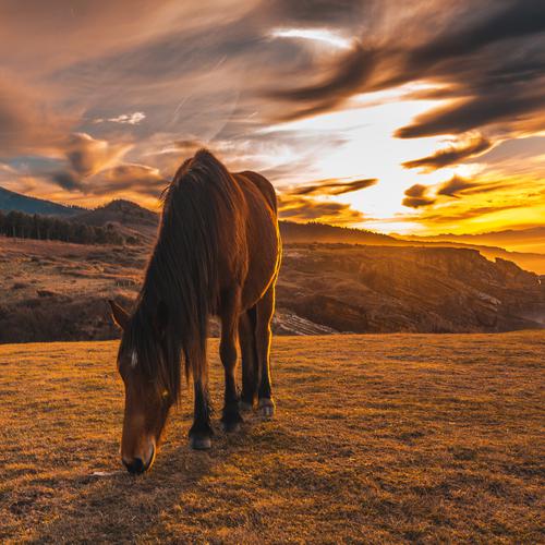 Brown Horse eating