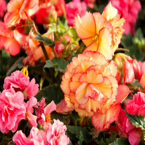 Begonias and carnations